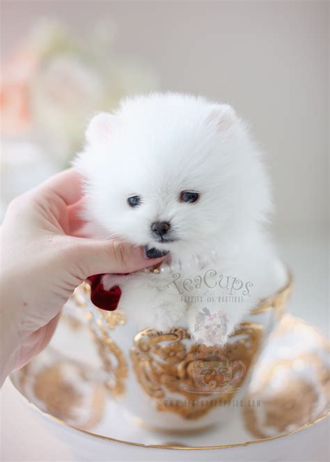 pupily.com is for sale!.